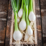 Spring Onion White Lisbon Vegetable Plants image1