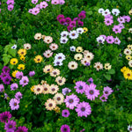 A large mixed bed of osteospermum flowers in a variety of colours including purple, yellow, cream, and white, surrounded by dense green foliage.
