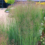 A full shot of a clump of Panicum virgatum 'Heavy Metal' (Switchgrass) with its characteristic blue-green leaves and reddish, open panicles, growing in a garden with other flowering plants.