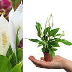 Peace Lily Plant