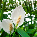 close up of two peace lily white flower heads on green foliage background