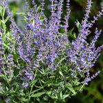 Perovskia Bluesette in 1L Pot image1