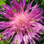 Close up of a vibrant pinkish purple Persian cornflower bloom, with narrow, spiky petals radiating outward from a pale pink centre, glistening with dew in bright sunlight.
