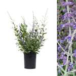 A single Perovskia Prime Time plant in a black pot, isolated on a white background with an inset of a flowering stem on the right.