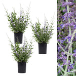 Trio of potted Perovskia Prime Time plants on a white background, accompanied by a detailed flower close up on the right.
