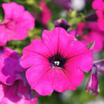 Close up of a vivid magenta petunia flower with a dark purple centre and detailed veining on the petals.