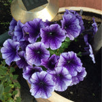 Close up of Petunia 'Blue Vein' bedding plants in a garden pot, displaying vibrant purple flowers with intricate dark veining and pale lavender edges, surrounded by green foliage and garden soil.
