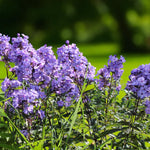Phlox Blue Paradise Bare Root