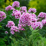 Phlox Bright Eyes Bare Root
