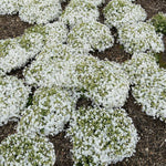 A ground-level view of numerous clusters of small, white, star-shaped flowers densely covering low, green foliage, likely Phlox subulata (Creeping Phlox).