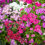 A vibrant mix of phlox flowers in full bloom, including striking star-shaped varieties in red, purple, pink, and white, with lush green foliage beneath.