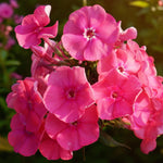 Phlox Pink Attraction Bare Root