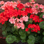 Plug Plants - Geranium Hot and Spicy Mix
