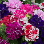Plug Plants - Petunia Pirouette Mix