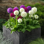 Drumstick Primula in 1L Pot
