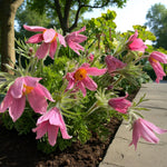 Pulsatilla Rosea Bare Root