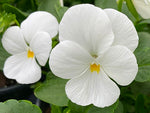 Trailing Pansy Freefall XL White - 12 Pack image3
