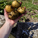Patio Potato Plant