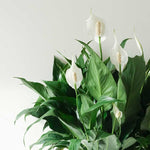 Peace-Lily-Plant-Care-800x800