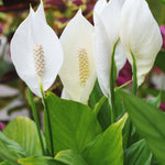 Spathiphyllum Peace Lily