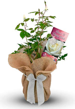 Peace and Unity Rose Bush Gift Wrapped image1
