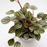 Peperomia-Duo-Banda-800x800