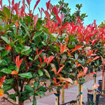 Photinia Magical Volcano Patio Tree in 7L Pot