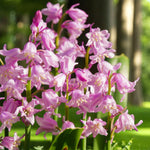 Close-up of delicate pink Spanish Bluebell flowers glowing in dappled woodland light.