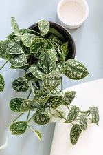 Plant-Circle_25-June-2019_Photo-by-Savannah-van-der-Niet-29