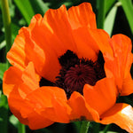 Poppy Papaver Prince Of Orange Bare Root