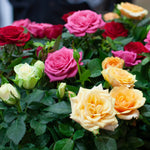 Quattro Indoor Rose image1