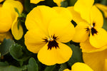 Trailing Pansy Freefall XL Bright Yellow - 12 Pack image2