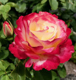Scented Rose in 2L Tall Rose Pot - (Double Delight) image1