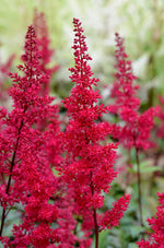 Astilbe Plants in 1L Pots - (Fanal) image3