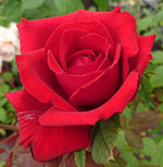 Scented Rose in 2L Tall Rose Pot - (Oklahoma) image1