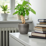 China Doll Plant (Radermachera sinica) with glossy green leaves and a woody base, displayed in a smooth grey pot on a white desk beside stacked books and a window.