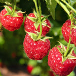 Raspberry Glen Ample