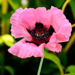 Poppy Papaver Raspberry Queen Bare Root