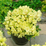 2 x Yellow Rhododendrons - Wren image1