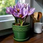 A pot of Crocus sativus (saffron crocus) with clusters of delicate lilac-purple flowers and bright red stigmas growing indoors on a windowsill in a decorative green ceramic pot.