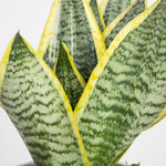 close up of sansevieria snake plant green, yellow leaves with silvery patterning