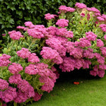 Sedum Spectabile Brilliant Bare Root