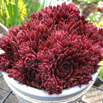 A cluster of deep burgundy Echeveria succulents in a round pot. The leaves are tightly packed together, forming a rosette shape.