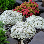 Sempervivum Arctic White Succulent