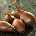 Jermor Shallot Sets image2