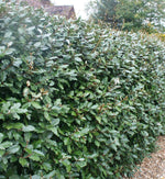 A very large, mature Elaeagnus Ebbingei hedge bordering a garden, between 5 and 6 feet tall. The leaves are large and deep green