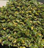 Glossy variegated foliage of Elaeagnus ebbingei showing a mix of mature and young leaves, creating a rich green and yellow tapestry of colour and texture.