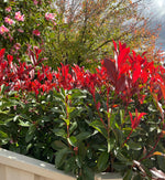 Masses of Photinia Fraseri 'Robusta Compacta' foliage in a garden. The lowest leaves are glossy green, the highest leaves are vivid red.