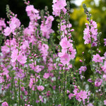 Sidalcea Little Princess Bare Root