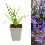 one potted plant with long, thin green leaves on the left, and a close-up of a cluster of small, star-shaped purple flowers with yellow centres on the right.